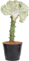 Witte koraalcactus (Euphorbia lactea Cristata wit) voor binnen, ø10.5, 30 cm hoog