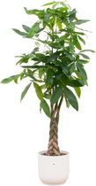 Pachira Aquatica (ookwel geldboom genoemd), 160cm hoog, Ø30, inclusief witte pot