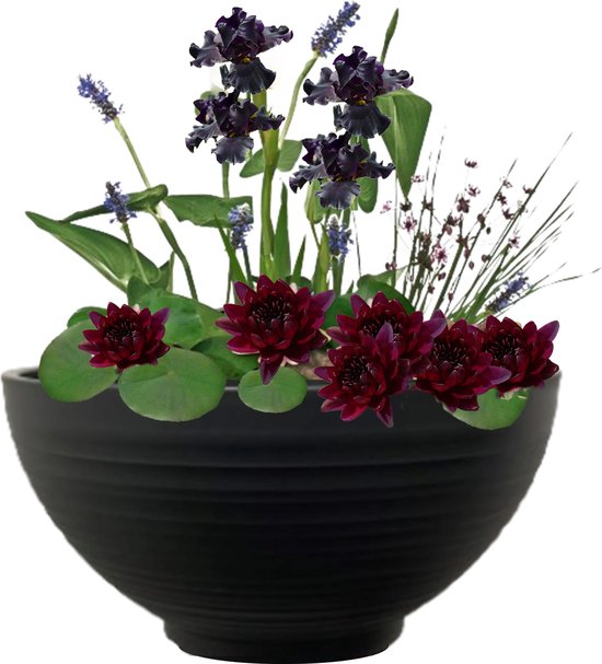 vdvelde.com - Mini Vijver Schaal met Planten Set - Zwart - Voor 25 - 100 L - Complete mini vijverset - Plaatsing: -10 tot -20 cm