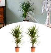 NatureNest - Drakenbloedboom - Dracaena Marginata - Groot - 2 stuks - 75-80cm