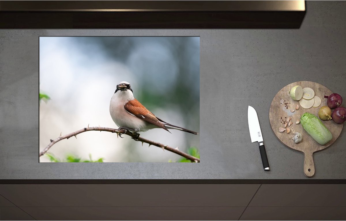 Inductieplaat Beschermer - Aankijkende Grauwe Klauwier Vogel op Tak - 70x55 cm - 2 mm Dik - Inductie Beschermer - Bescherming Inductiekookplaat - Kookplaat Beschermer van Wit Vinyl