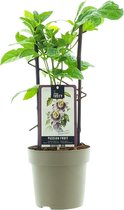 Eetbare Passiflora - Passievrucht - Edulis Purple Giant (2L) - passiebloem - kleinfruit - fruitstruik - zelf fruit kweken