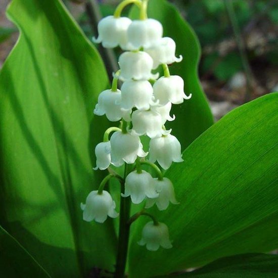 Convallaria majalis | Online bijzondere vaste planten kopen | Drachten
