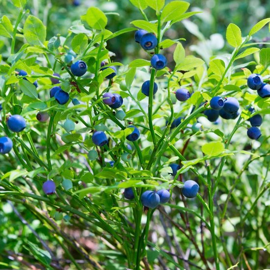 Plants by Frank | 6 Bosbessenplanten | 100% Biologische fruitplanten |  Bosbessen |... | bol
