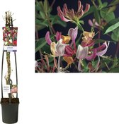 Klimplant – Kamperfoelie (Lonicera Per Serotina) – Hoogte: 115 cm – van Botanicly