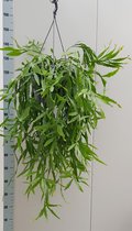 Bessenplant – Kruisbes (Ribes Uva Crispa) met bloempot – Hoogte: 60 cm – van Botanicly