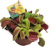 Vleesetende plant – Venus vliegenval (Dionaea Muscipula) – Hoogte: 12 cm – van Botanicly