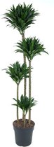 Groene plant – Drakenboom (Dracaena compacta) met bloempot – Hoogte: 160 cm – van Botanicly