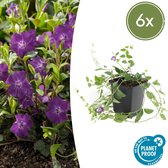 Trendyplants - Vinca minor 'Atropurpurea' - 6 stuks - Maagdenpalm - Winterhard - Hoogte 10-25cm - Potmaat Ø9cm
