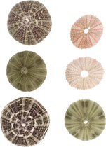 Zee-egel schelpen DIY luchtplanten standaard: decoratieve schelpen 6 stuks Tillandsia houder bloemen planten display decoratie