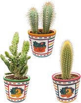 Mexicaanse Cactus Set: Een Mix van Drie Unieke Soorten in Stijlvolle Potten Mexico