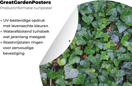 Garden Circle Un mur rempli de lierre Hedera - 60x60 cm - Affiche Ronde de Jardin - Extérieur