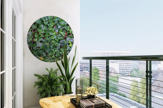 Garden Circle Un mur rempli de lierre Hedera - 60x60 cm - Affiche Ronde de Jardin - Extérieur
