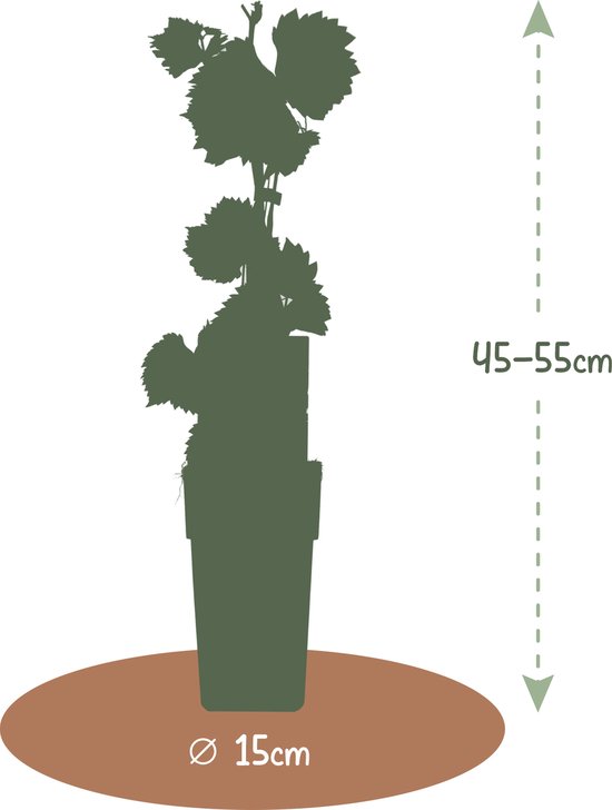 Silhouet van een fruitplant van 45-55 cm hoog in een pot met een diameter van 15 cm.