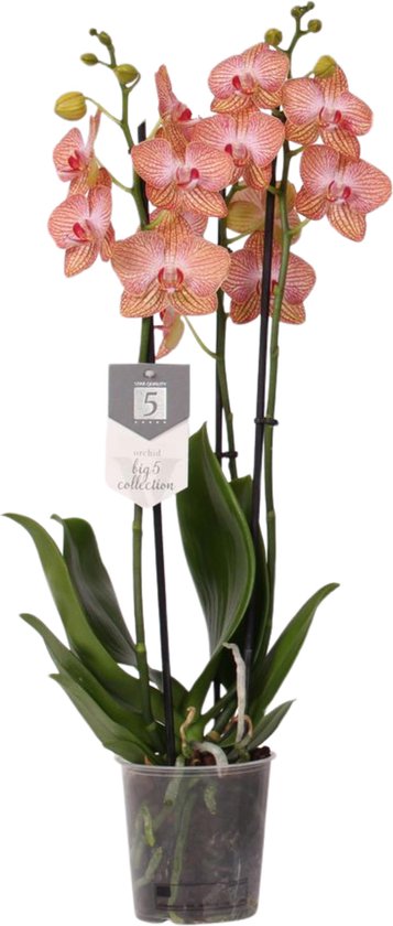 Foto: Phalaenopsis ravello 3 tak 60 cm 12cm