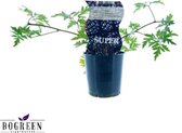 De Bramenstruik, Doornloos, Fruitstruik, kleur donkerpaars-zwart, Rubus Thornless Evergreen , Ø12cm - 30cm