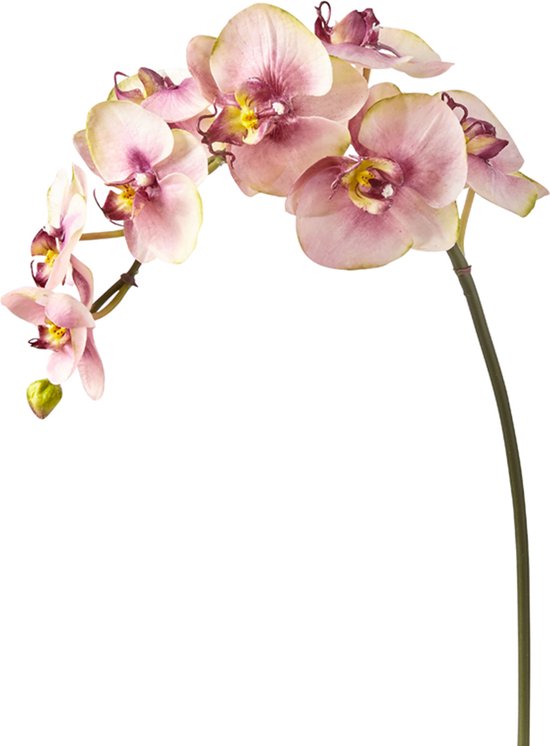 Prachtig aanbod van orchideeën | online bestellen | 't - het