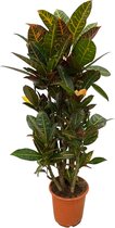 Kleurrijke blikvanger Codiaeum (Croton) Petra, vertakte kamerplant 100 cm hoog, Ø21cm