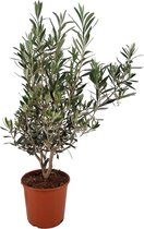 Olijfboom - Olea Europea - Olijfstruik - Winterhard - Pot ⌀ 20cm - Hoogte 70-80cm