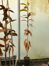 Kastanjeboom Castanea sativa Marigoule | Boomhoogte: 30-60 cm | Pot: 3 liter
