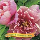 De hybride Pioenroos, Kleur Delicate Roze, Struik, Paeonia Itoh Pink Double Dandy C5 - Ø21cm - 35cm