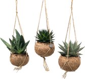 Plantenboetiek.nl | Kokodama Aloe Mix | 3 stuks - Ø15cm - Hoogte 25cm - Kamerplant - Groenblijvend - Multideal - Cactus & Vetplanten