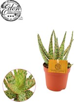 Plantenboetiek.nl | Aloe Hybride - Ø10.5cm - Hoogte 15cm - Kamerplant - Groenblijvend - Cactus & Vetplanten