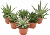 Plantenboetiek.nl | Aloe Mix | 6 stuks - Ø10.5cm - Hoogte 14cm - Kamerplant - Groenblijvend - Multideal - Cactus & Vetplanten