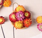 Fleurs de paille séchées - Différentes couleurs (50 grammes)