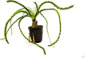 Moerings - Crinum calamistratum Aquariumplant (6 planten)