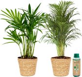 vdvelde.com - Palm set - Areca en Chamaedorea in Zeegras potten- Areca en Chamaedorea in zeegras pot- Ø 12 cm ↥ ca. 40 cm- Incl. plantenvoeding