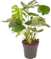 Kamerplanten van Plentygreen - Monstera Deliciosa - Gaten plant - Luchtzuiverende plant- Hoogte 70 cm