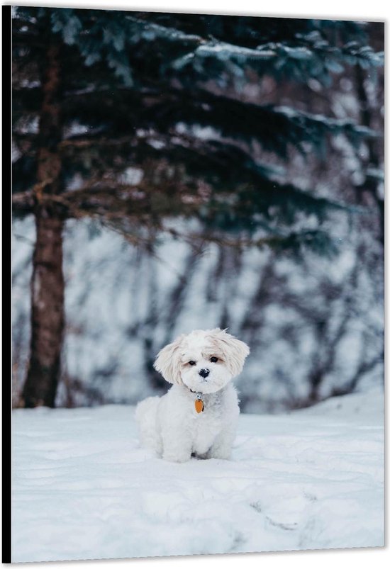 Dibond -Hondje in de Sneeuw- Foto op Aluminium (Wanddecoratie van metaal)