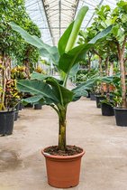 Bananenplant XL 170 cm... robuuste plant, prachtig blad, Musa tropicana.