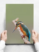 Wandbord: Ijsvogel minimalistisch - Alcedo Atthis - 30 x 42 cm