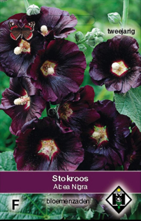 Van Hemert & Co - Zwarte Stokroos Nigra (Alcea rosea)