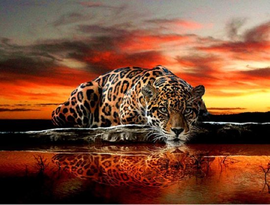 Wolf Diamond Art Kits Volwassenen Dier Diamond Painting Kit, Crystal Art Kruissteek Kits voor Volwassenen 40,6x81 cm Volledige Boor Steentjes Verf op Nummers Borduurwerk, Kamer Decor Geschenken voor