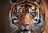 Dieren poster Sibirische tijger A1 - 84 x 59 cm - jungle kinderkamer decoratie natuur posters grote katachtige / tijgers - kinderposters - cadeau dierenliefhebber