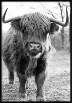 Poster Schotse Hooglander - 30x40cm met Fotolijst – Natuur Poster – Ingelijst
