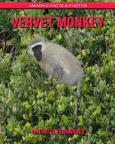 Vervet Monkey