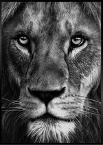 Black Lion Poster B1