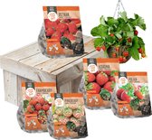 Aardbeien planten pakket | Voordeelpakket | 36 planten