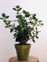 Bamboe Bloempot-biologisch afbreekbaar- 3 stuks groen