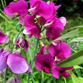 3 x Bloemenzaden |Zaadjes Bloemen | Planten Tuin | Bloemen in de Tuin | Eenjarige Bloeiers - Sweet Pea - Siererwt