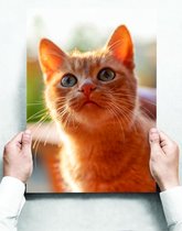 Wandbord: Aanstarende rosse kat - 30 x 42 cm