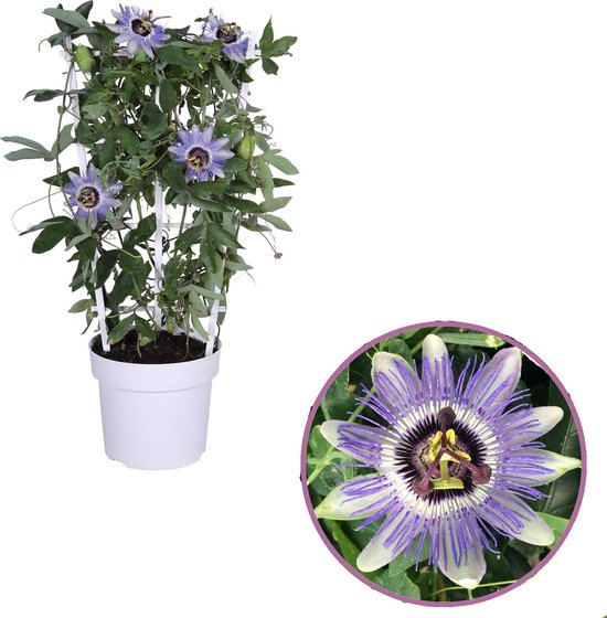 Passiflora Duuk - Passiflora met blauwe passiebloem - hoogte 60 cm - potmaat 19 - klimplant