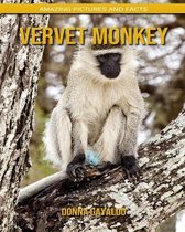 Vervet Monkey