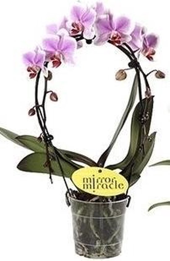 Orchidée Cambria - 3 Plante Intérieur Naturelle - 30-40 cm - 3 Couleurs légèrement parfumées - Naturelle Plante de Hollande (pas de graines, non artificielle