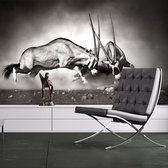 Fotobehang - Gemsbok strijd