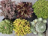 Rotsplanten Mix (Sedum Sempervivum) 6x